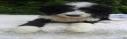 Bernedoodle dogs for sale: Jimmy - Ad 5