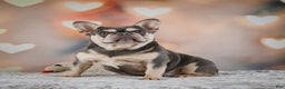French Bulldog dogs for sale: BEAR - Ad 12