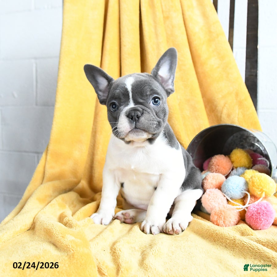 French Bulldog dogs Fifi - Ad 1