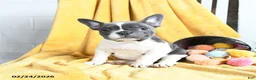 French Bulldog dogs for sale: Fifi - Ad 1