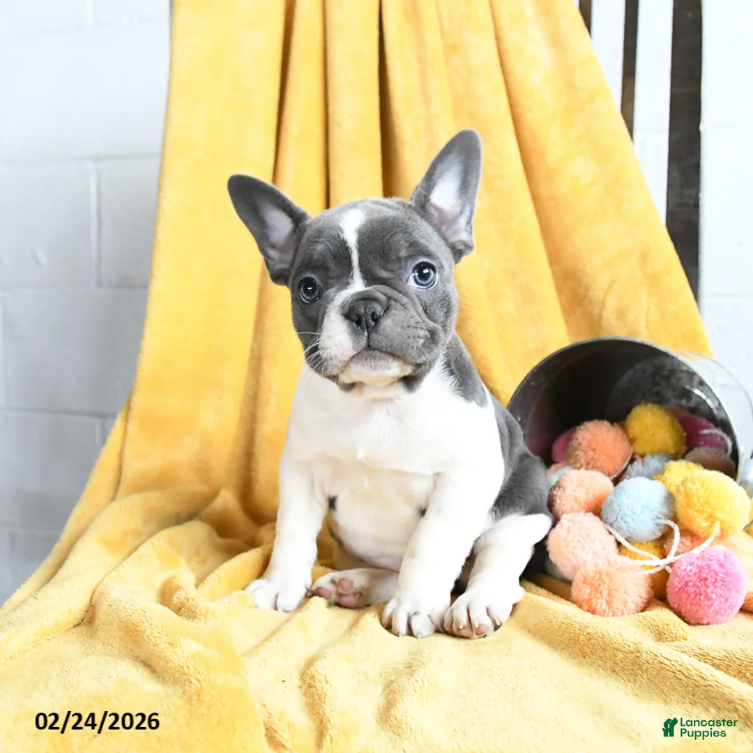 French Bulldog dogs for sale: Fifi - Ad 1