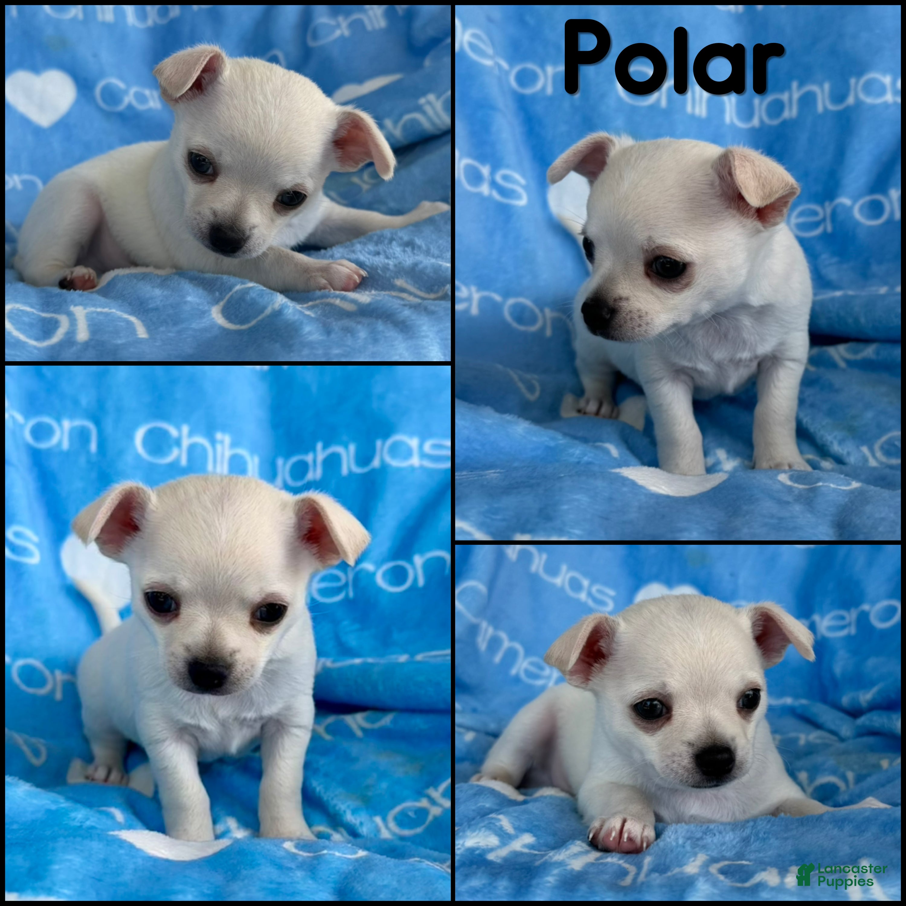Chihuahua dogs Polar Smooth Coat White - Ad 2