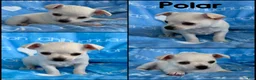 Chihuahua dogs for sale: Polar Smooth Coat White - Ad 2