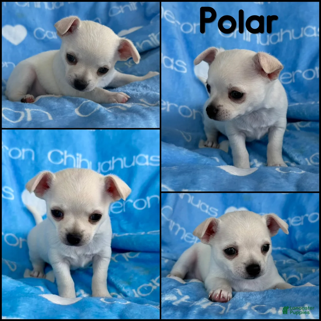 Chihuahua dogs for sale: Polar Smooth Coat White - Ad 2