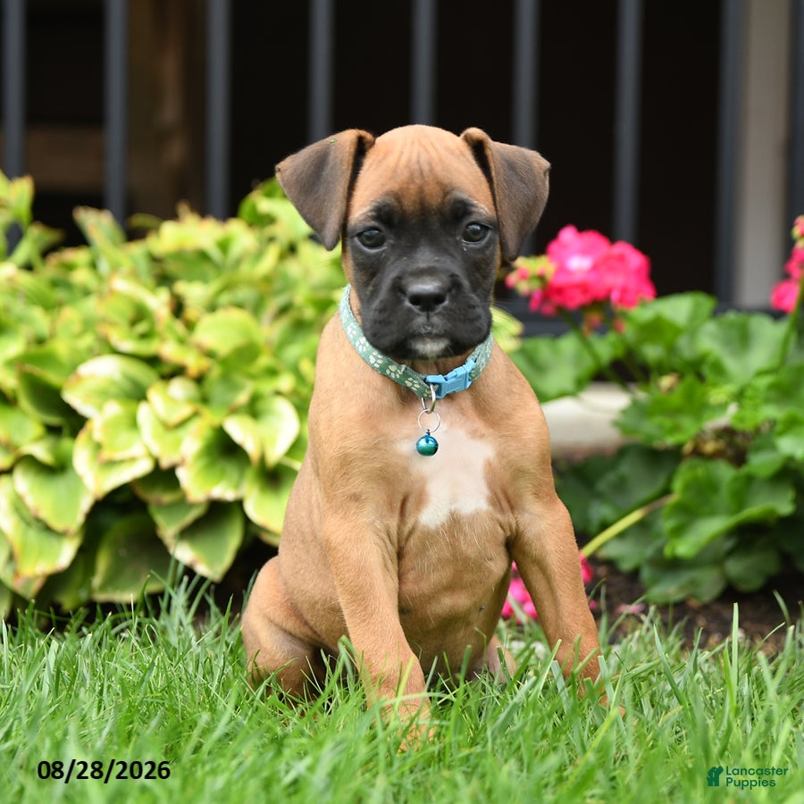Boxer dogs Tanner - Ad 1