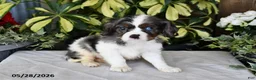 Cavalier King Charles Spaniel dogs for sale: Rocky - Ad 4
