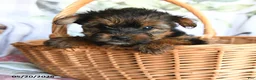 Yorkshire Terrier dogs for sale: Lenora - Ad 4