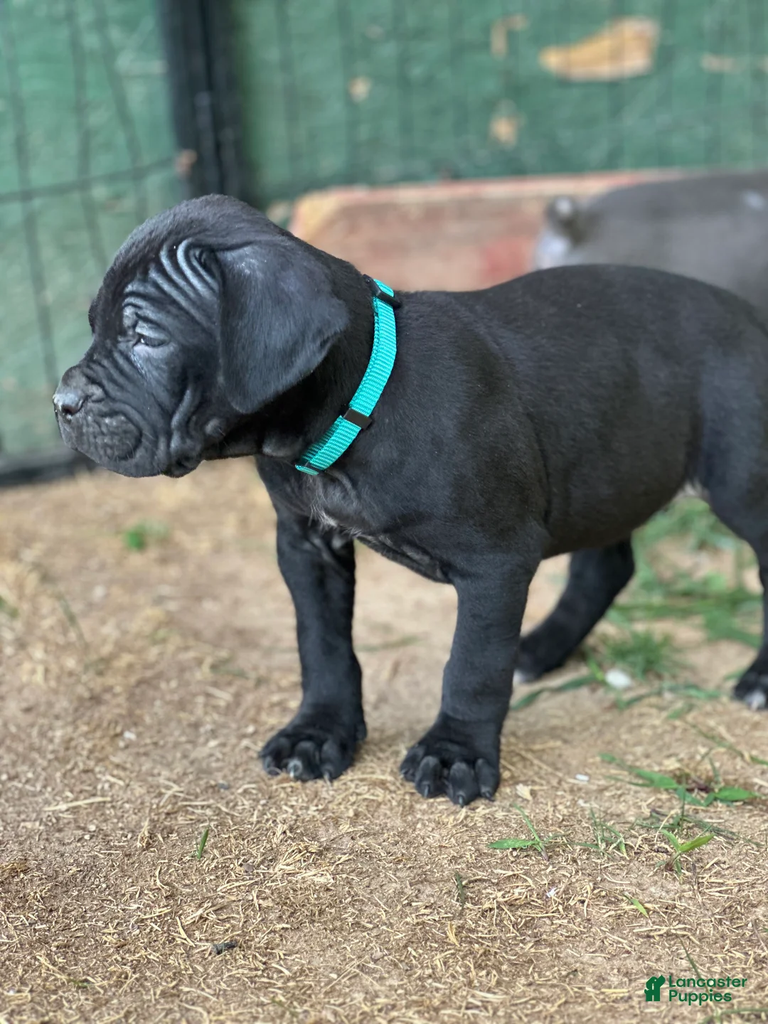 Cane Corso dogs for sale: Roxy - Ad 1
