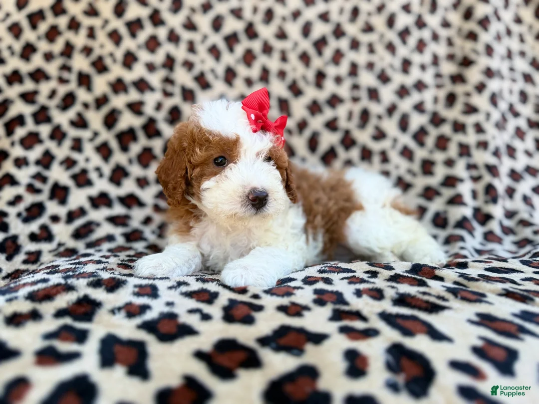 Cavapoo dogs for sale: Audrey - Ad 2