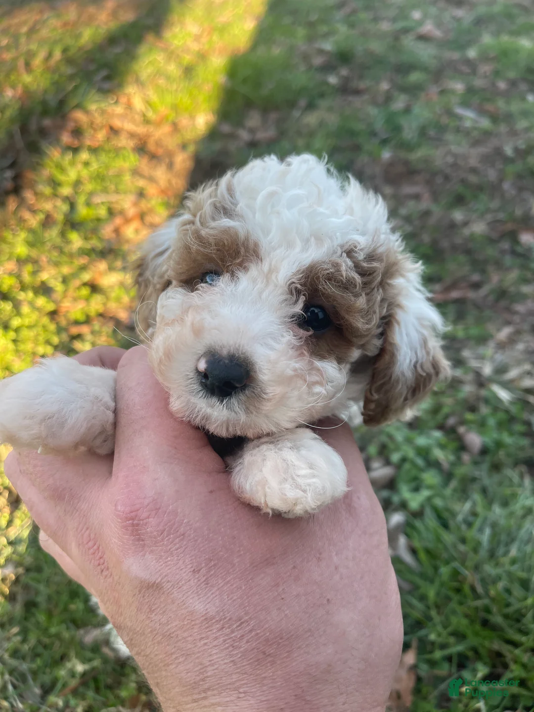 Mini Goldendoodle dogs for sale: Brittney (Mini Goldendoodle) - Ad 3