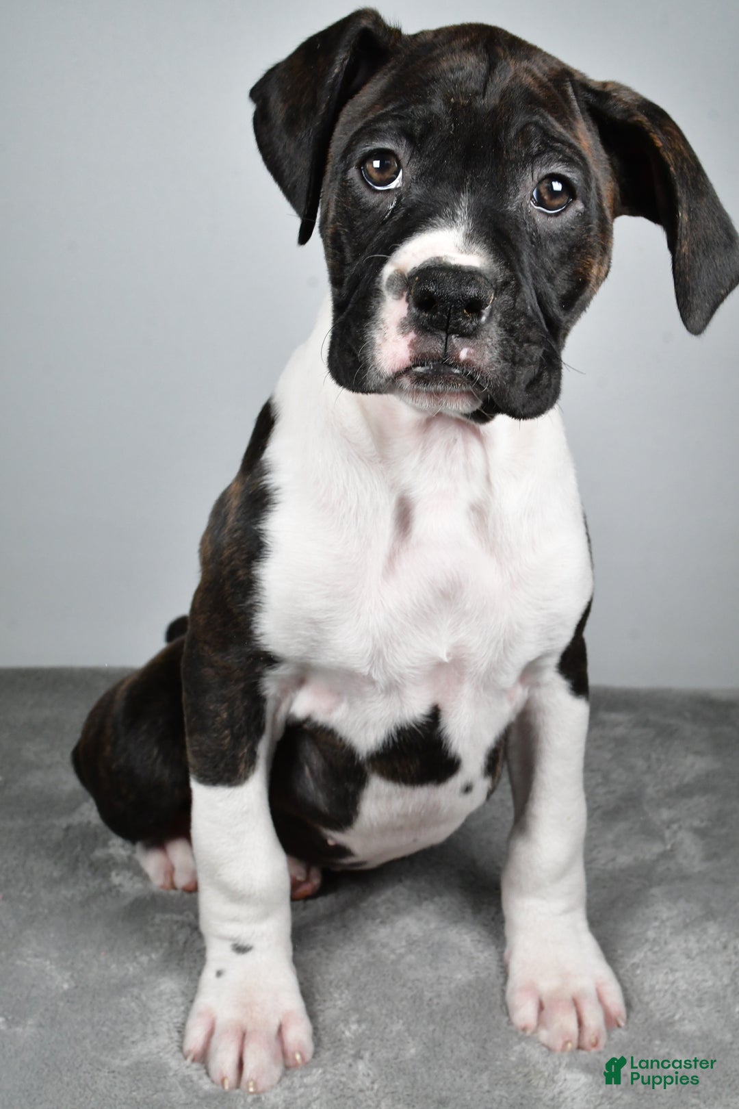 Boxer dogs for sale: Ada - Ad 5