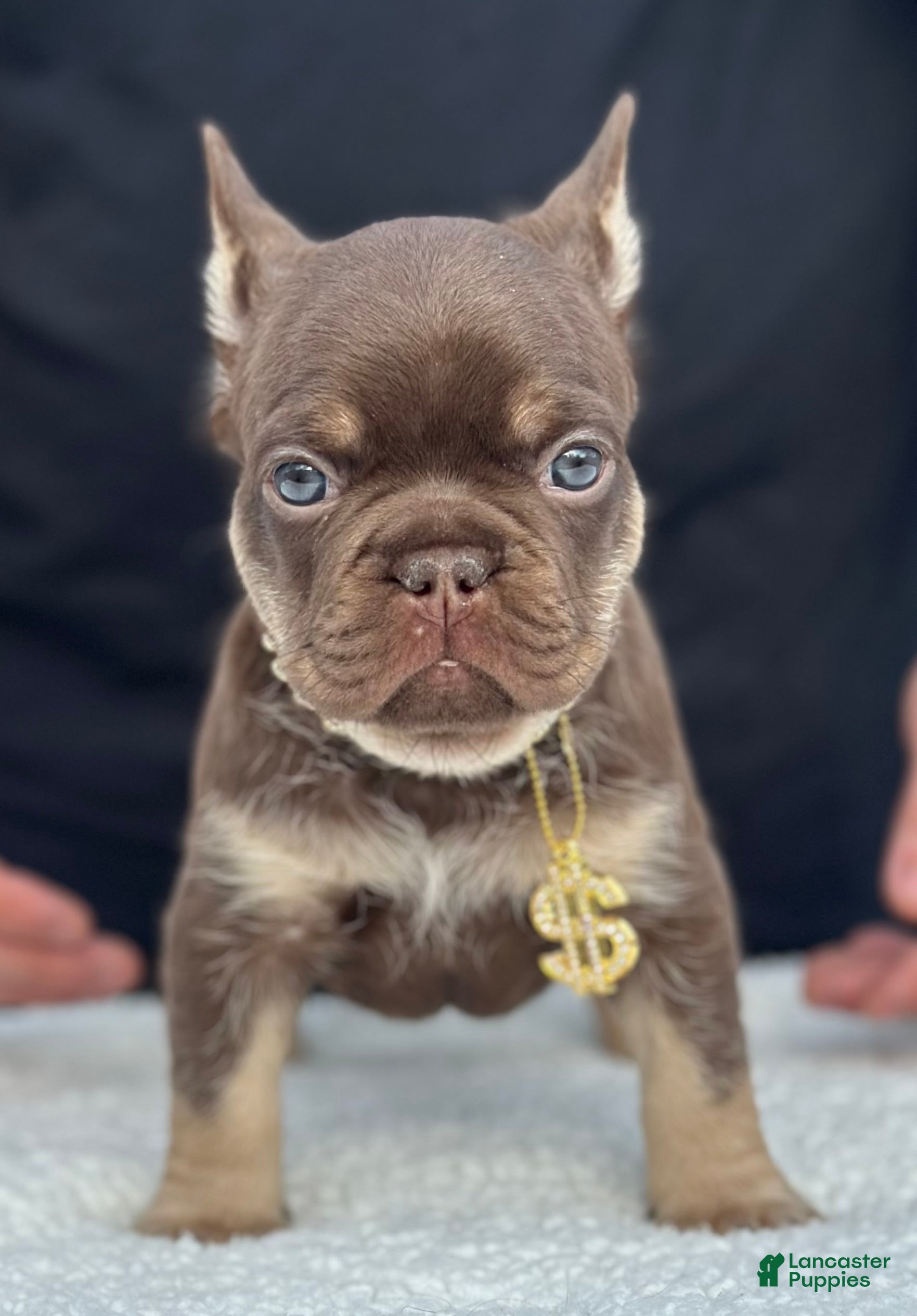 French Bulldog dogs Monaco - Ad 24