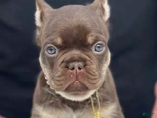 French Bulldog dogs Monaco - Ad 24