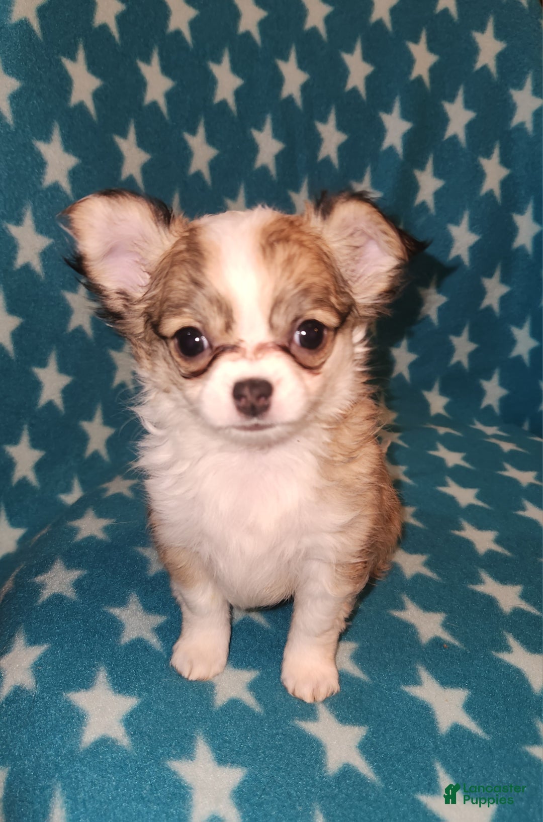 Chihuahua dogs for sale: Sadie - Ad 2
