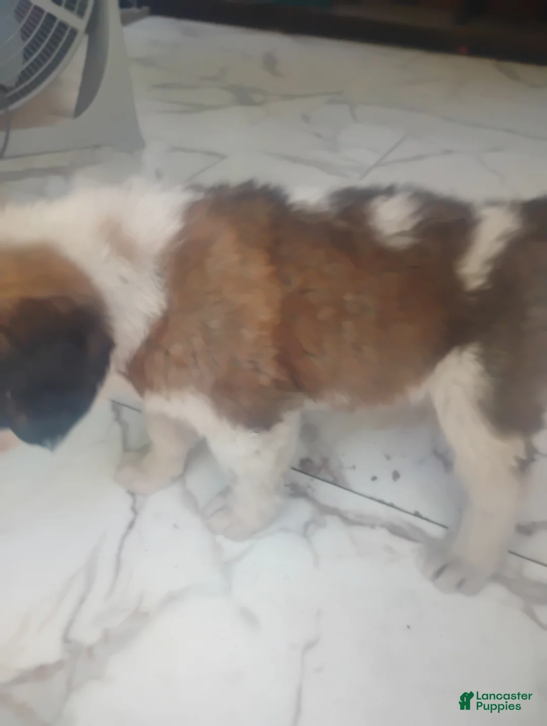 Saint Bernard dogs for sale: Saint Bernard Puppy 6 - Ad 2