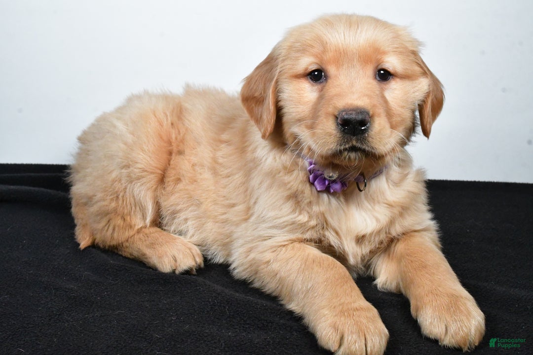 Golden Retriever dogs for sale: Jana - Ad 9