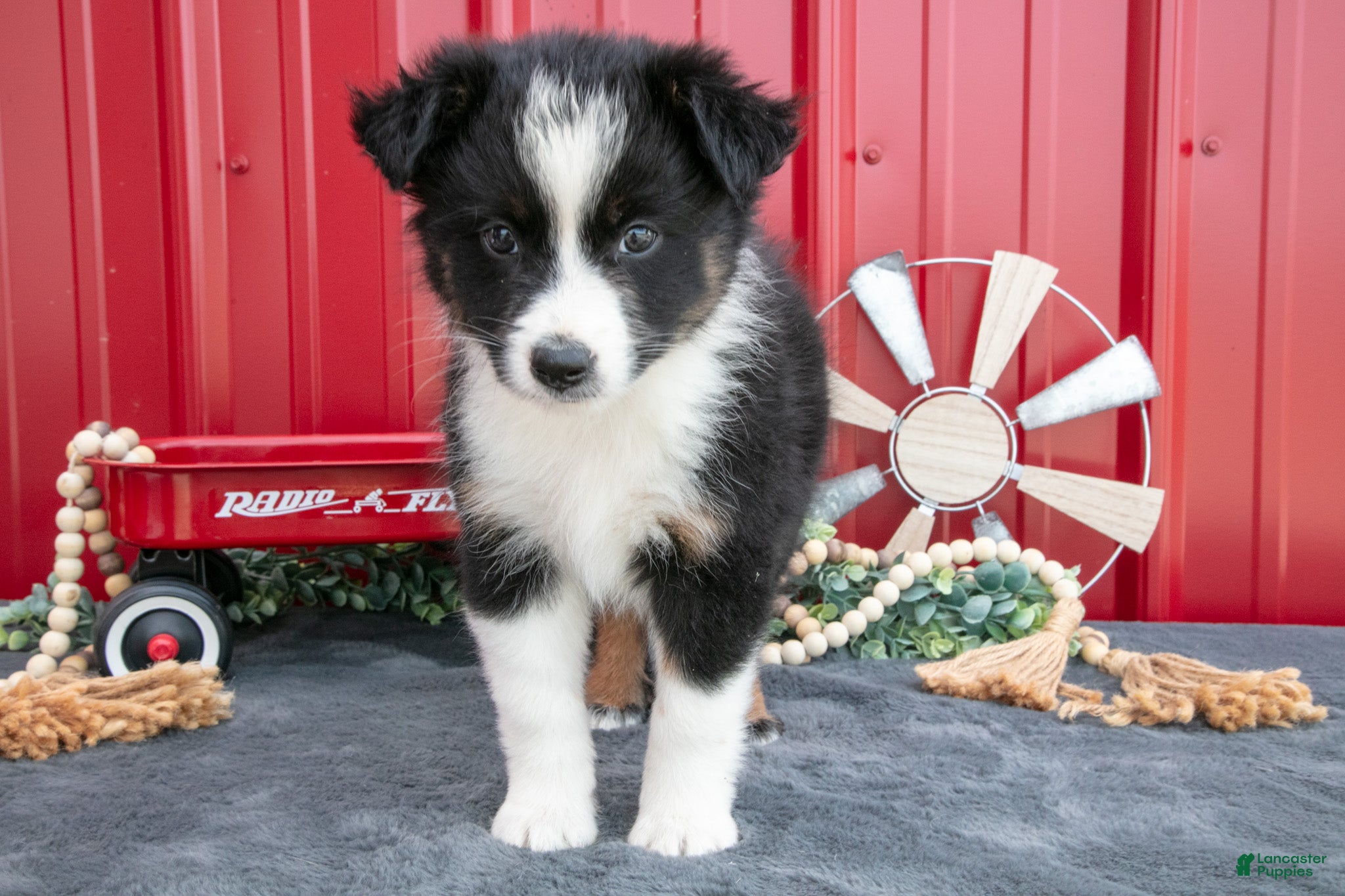 Miniature Australian Shepherd dogs Oreo - Ad 2