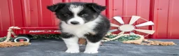 Miniature Australian Shepherd dogs for sale: Oreo - Ad 2
