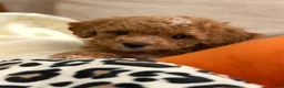 Toy Poodle dogs for sale: Hazel - Ad 5