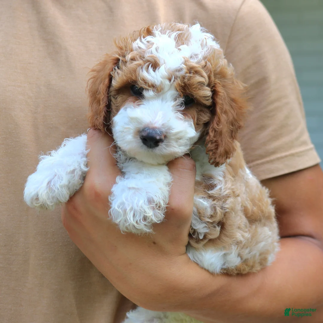 Cavapoo dogs for sale: Bailey  - Ad 2