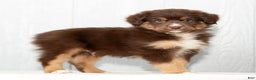 Miniature Australian Shepherd dogs for sale: Derek - Ad 5
