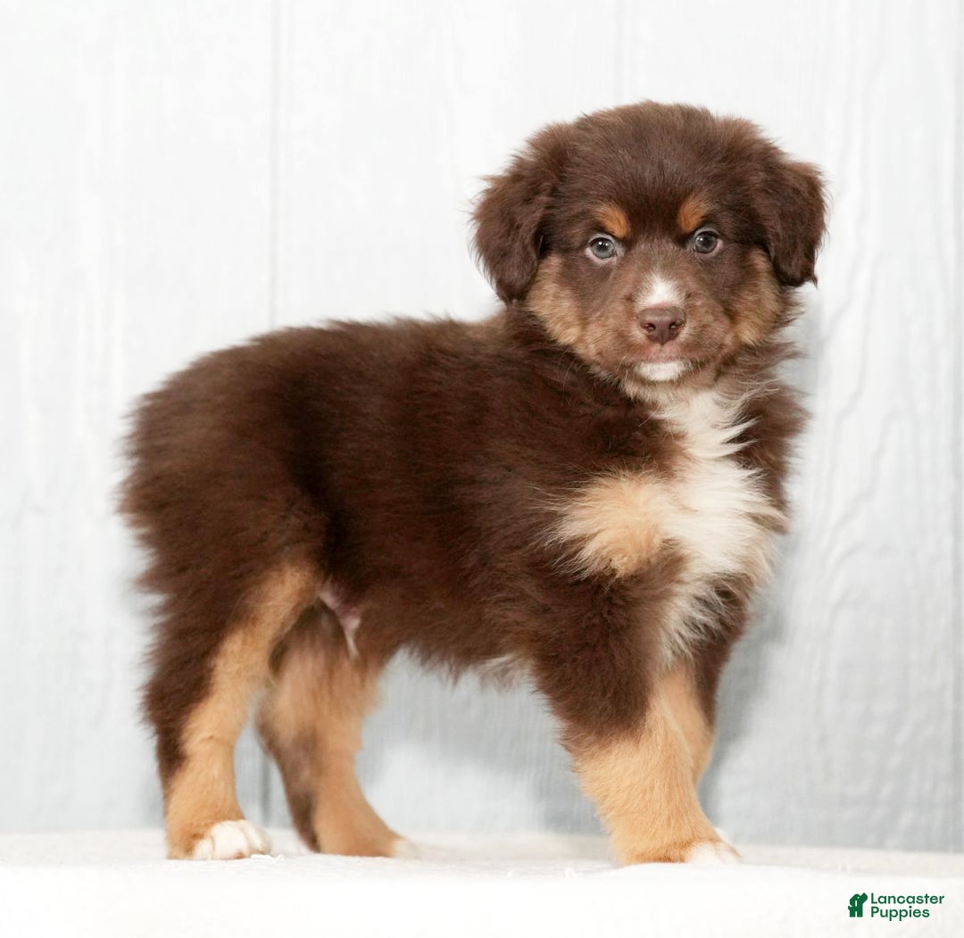 Miniature Australian Shepherd dogs for sale: Derek - Ad 5