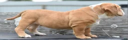 Mixed Breed dogs for sale: Hercules Bulldog hybrid  - Ad 11