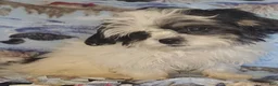 Mixed Breed dogs for sale: Oreo - Ad 13