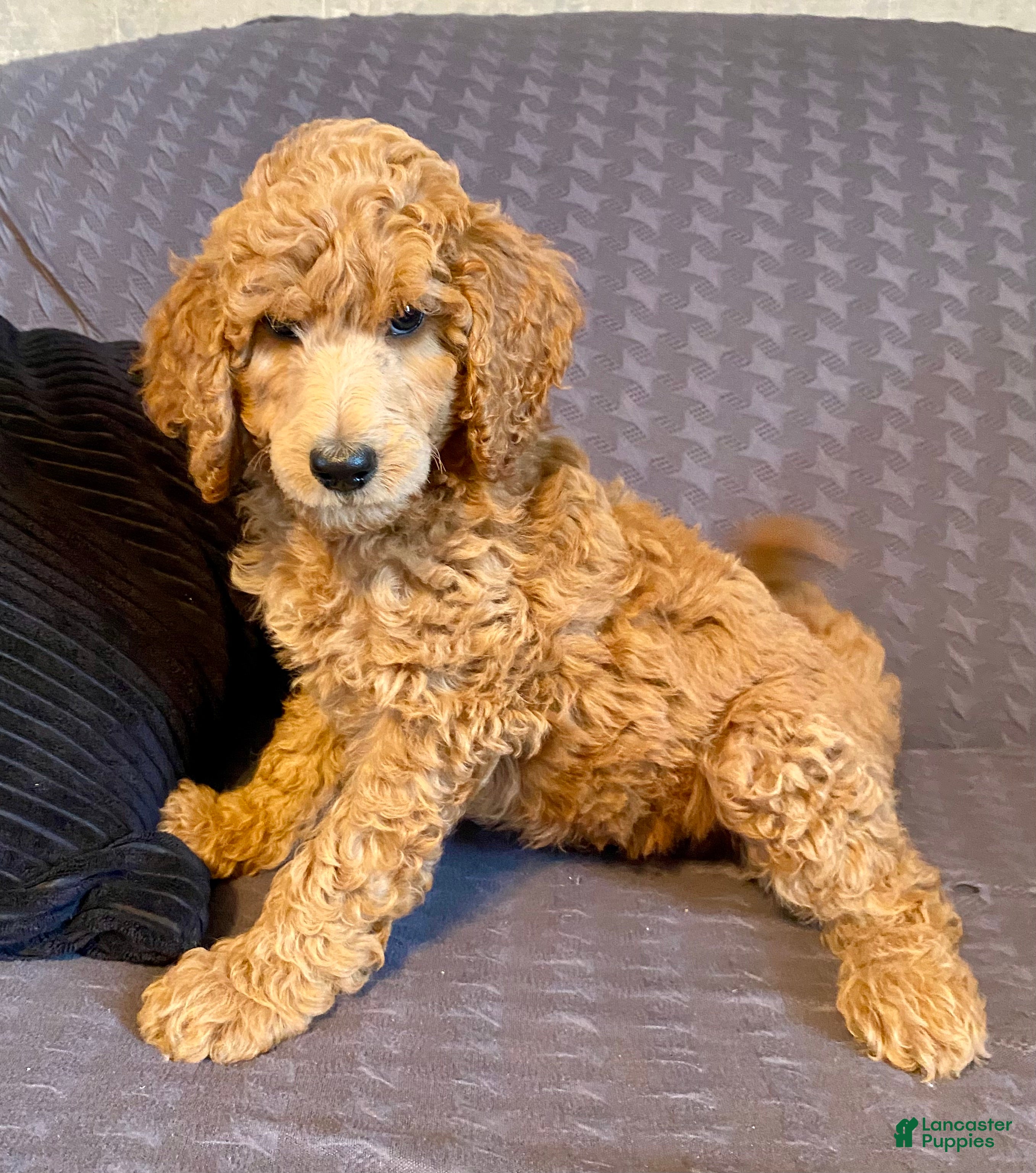 Standard Poodle dogs Standard Poodle 2 - Ad 38