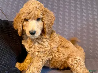 Standard Poodle dogs Standard Poodle 2 - Ad 38