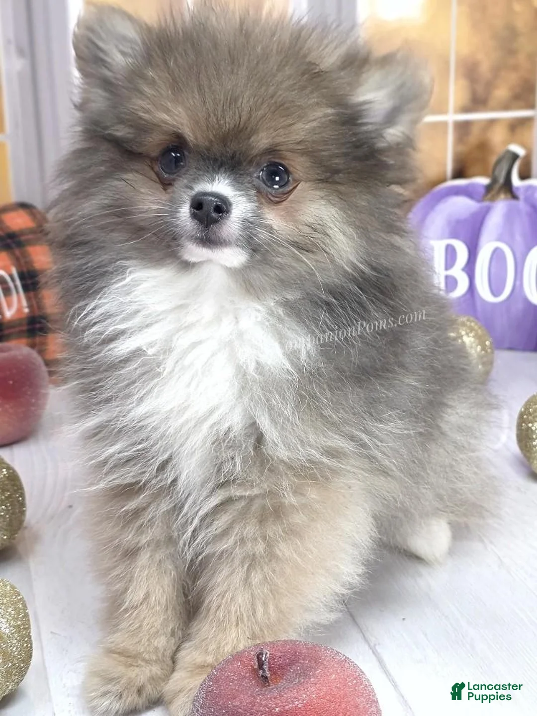 Pomeranian dogs for sale: 💙 Snickers –3.5-4 Pounds Adult Size -Rare Blue Sable Pomeranian Boy 💙🐾 - Ad 2