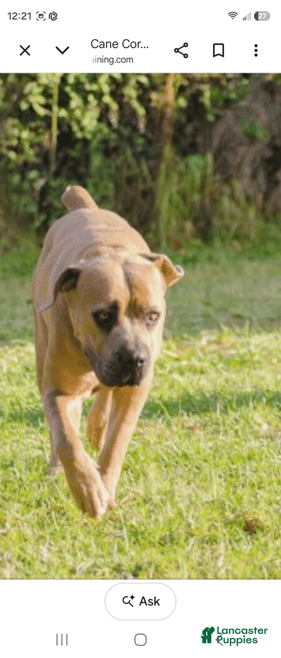 Cane Corso dogs for sale: Majestic - Ad 2