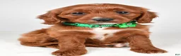 Cavapoo dogs for sale: Kori - Ad 6