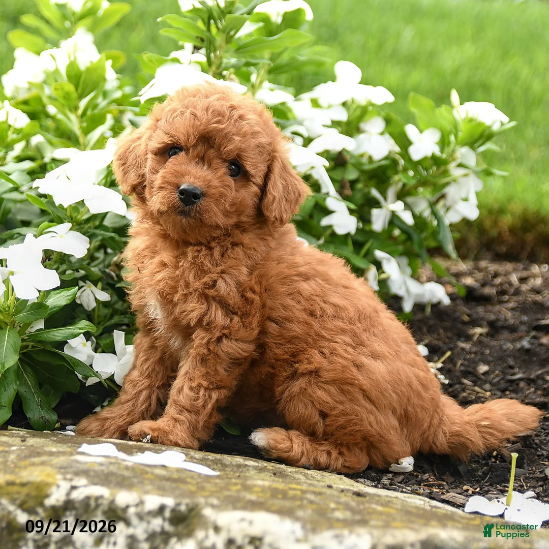 Miniature Labradoodle dogs for sale: Patsy - Ad 3
