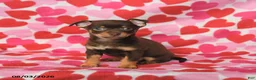 Chihuahua dogs for sale: Pluto - Ad 4