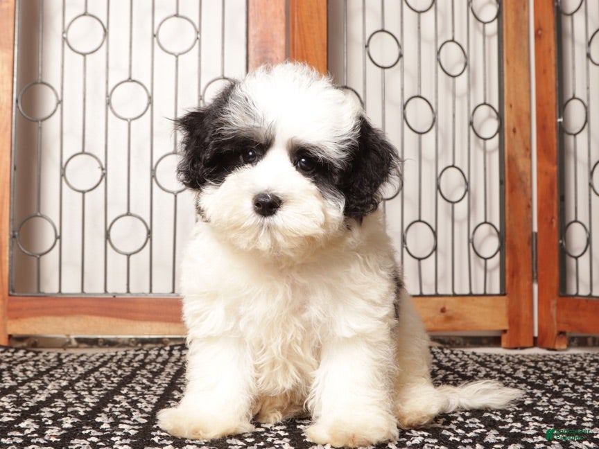 Maltipoo dogs Pip - Playful Male Maltipoo - Ad 2