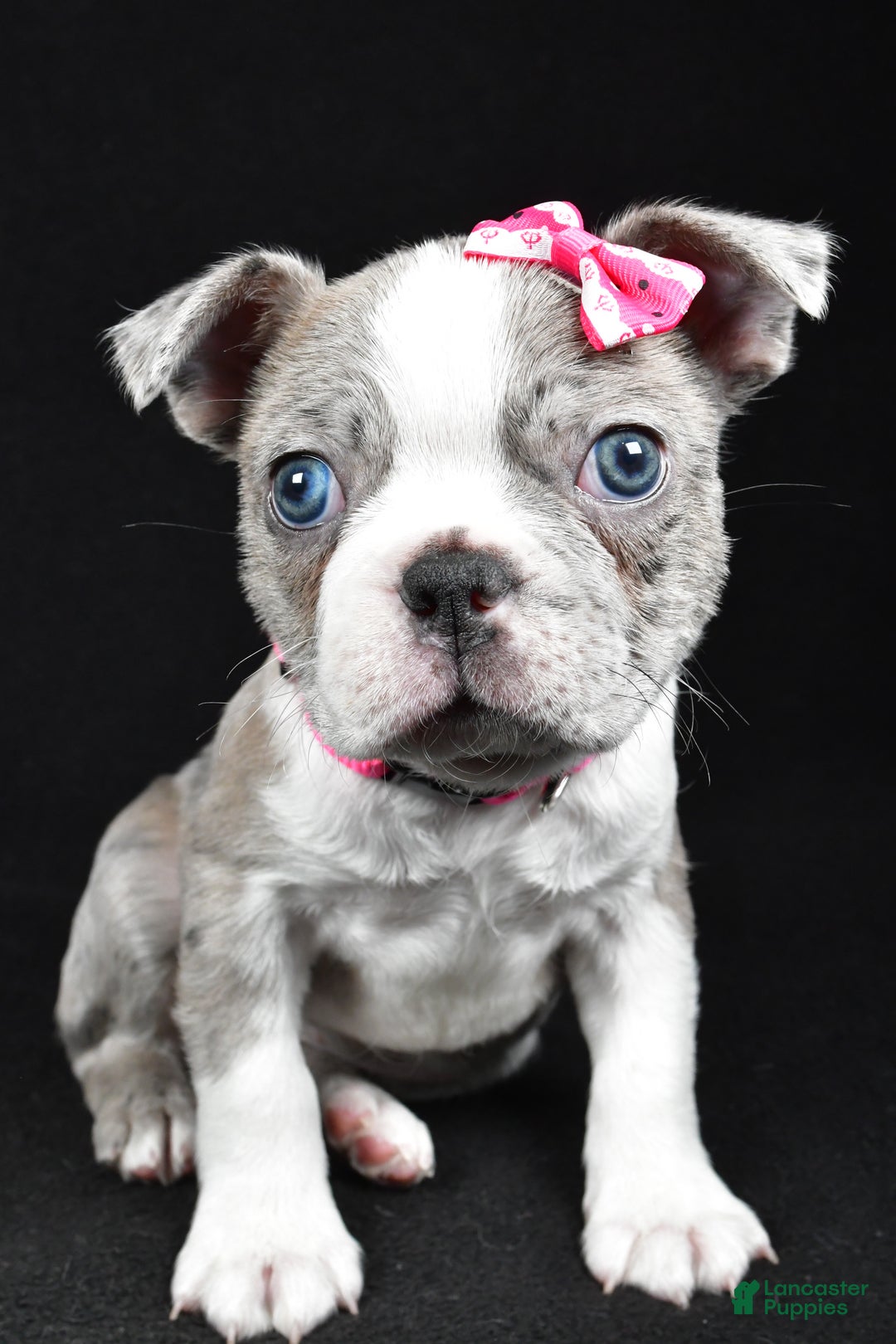 Boston Terrier dogs for sale: Holly - Ad 7