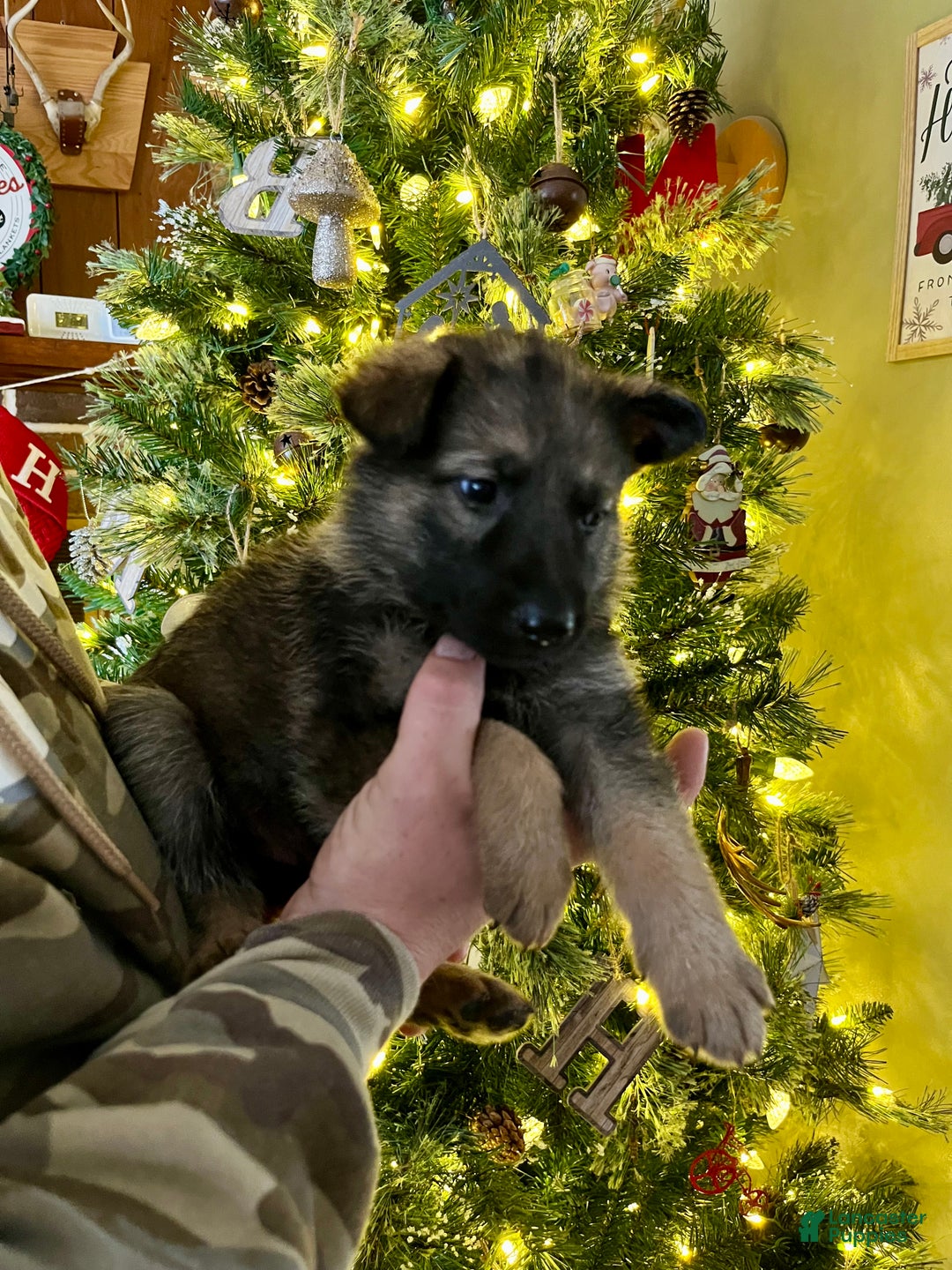 German Shepherd dogs for sale: Comet - Ad 1