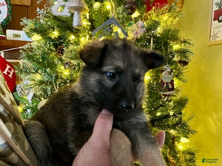 German Shepherd dogs Comet - Ad 38