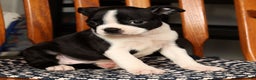 Boston Terrier dogs for sale: Jody - Ad 9