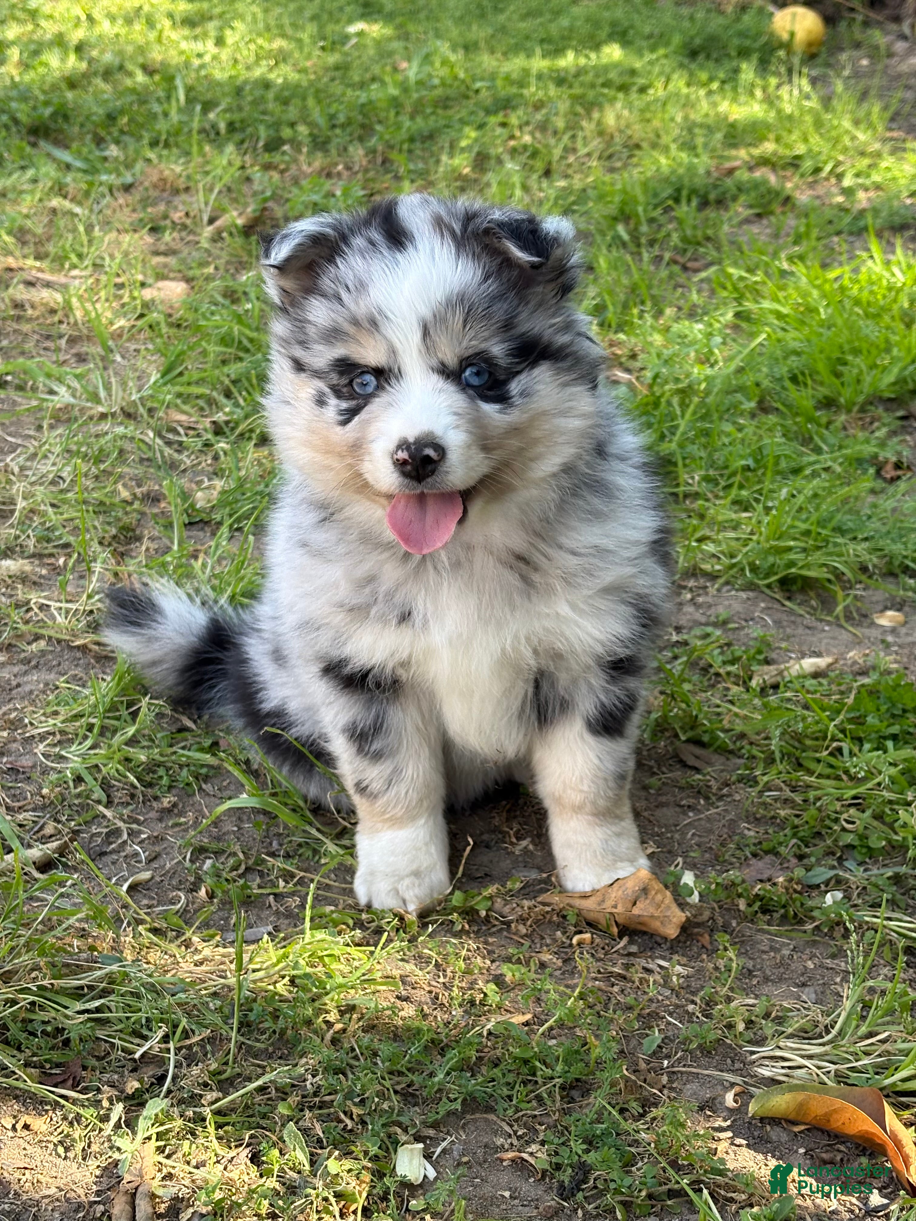 Pomsky dogs Boba - Ad 2