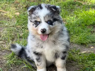 Pomsky dogs Boba - Ad 2