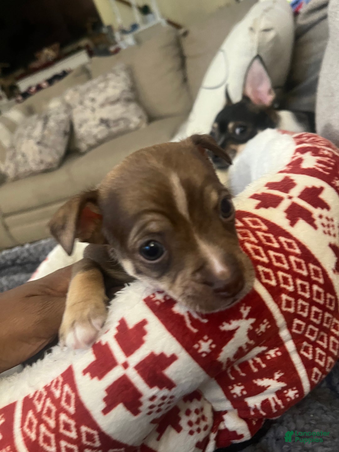 Chihuahua dogs for sale: Chihuahua Puppy 1 - Ad 3