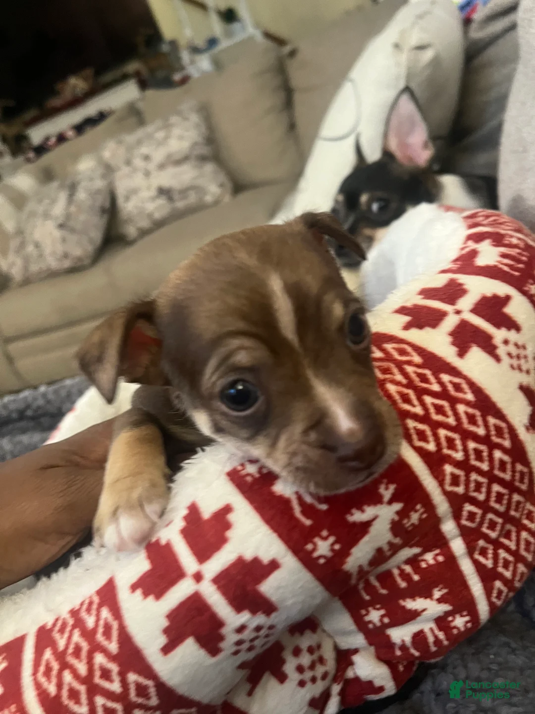 Chihuahua dogs for sale: Chihuahua Puppy 1 - Ad 4
