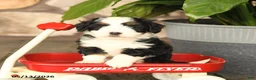 Mini Bernedoodle dogs for sale: Larry - Ad 5