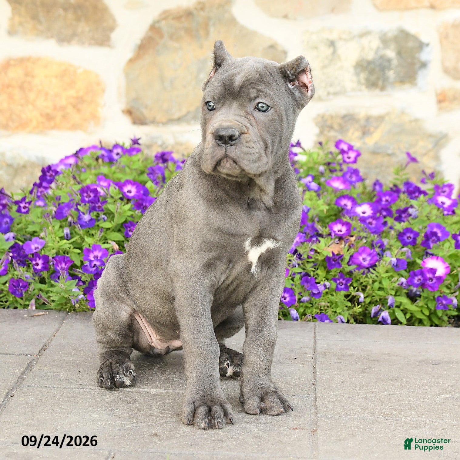 Cane Corso dogs Clover - Ad 1