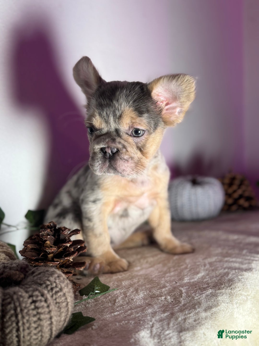 French Bulldog dogs for sale: Blue tan Merle Big Rope Fluffy Female - Ad 8