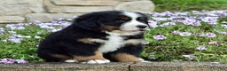 Bernese Mountain Dog dogs for sale: Mr. Billy - Ad 4