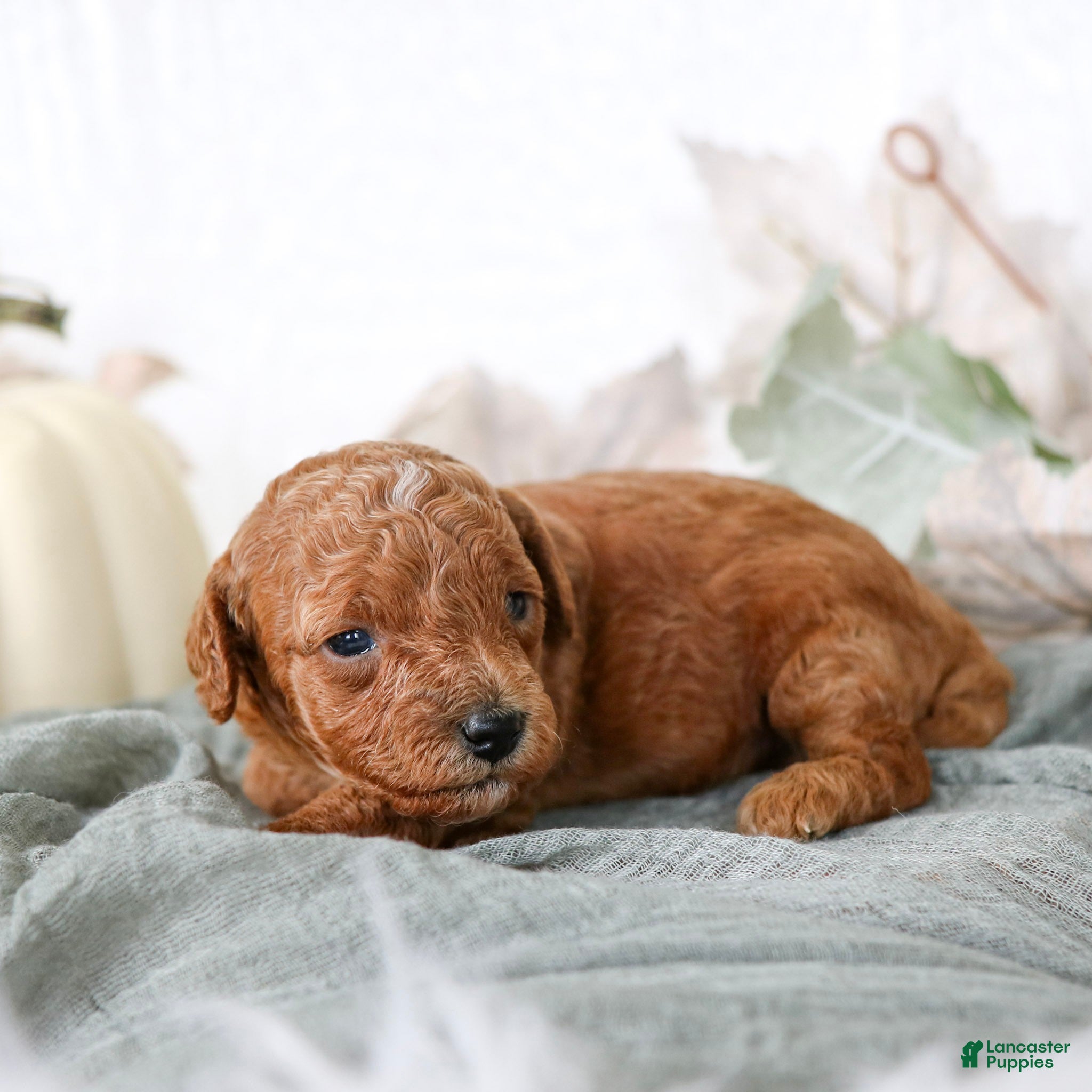 Cavapoo dogs for sale: Lucy Cavapoo  - Ad 2