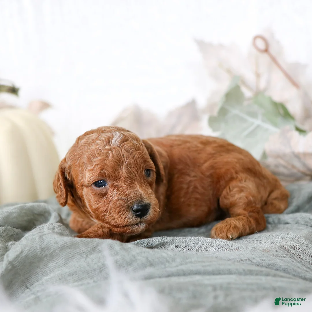 Cavapoo dogs for sale: Lucy Cavapoo  - Ad 2